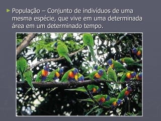População – Conjunto de indivíduos de uma mesma espécie, que vive em uma determinada área em um determinado tempo. 