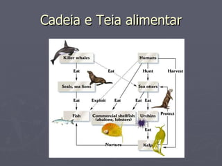 Cadeia e Teia alimentar 
