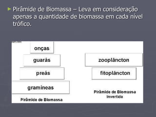 Pirâmide de Biomassa – Leva em consideração apenas a quantidade de biomassa em cada nível trófico. 