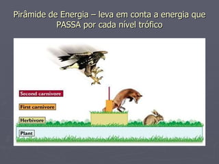 Pirâmide de Energia – leva em conta a energia que PASSA por cada nível trófico 