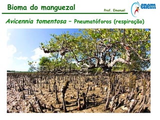 Prof. Emanuel
Avicennia tomentosa – Pneumatóforos (respiração)
Bioma do manguezal
 