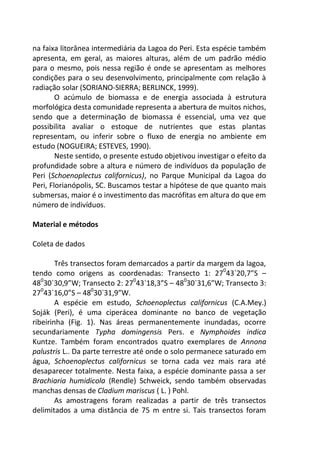 na faixa litorânea intermediária da Lagoa do Peri. Esta espécie também
apresenta, em geral, as maiores alturas, além de um padrão médio
para o mesmo, pois nessa região é onde se apresentam as melhores
condições para o seu desenvolvimento, principalmente com relação à
radiação solar (SORIANO-SIERRA; BERLINCK, 1999).
O acúmulo de biomassa e de energia associada à estrutura
morfológica desta comunidade representa a abertura de muitos nichos,
sendo que a determinação de biomassa é essencial, uma vez que
possibilita avaliar o estoque de nutrientes que estas plantas
representam, ou inferir sobre o fluxo de energia no ambiente em
estudo (NOGUEIRA; ESTEVES, 1990).
Neste sentido, o presente estudo objetivou investigar o efeito da
profundidade sobre a altura e número de indivíduos da população de
Peri (Schoenoplectus californicus), no Parque Municipal da Lagoa do
Peri, Florianópolis, SC. Buscamos testar a hipótese de que quanto mais
submersas, maior é o investimento das macrófitas em altura do que em
número de indivíduos.
Material e métodos
Coleta de dados
Três transectos foram demarcados a partir da margem da lagoa,
tendo como origens as coordenadas: Transecto 1: 270
43`20,7”S –
480
30`30,9”W; Transecto 2: 270
43`18,3”S – 480
30`31,6”W; Transecto 3:
270
43`16,0”S – 480
30`31,9”W.
A espécie em estudo, Schoenoplectus californicus (C.A.Mey.)
Soják (Peri), é uma ciperácea dominante no banco de vegetação
ribeirinha (Fig. 1). Nas áreas permanentemente inundadas, ocorre
secundariamente Typha domingensis Pers. e Nymphoides indica
Kuntze. Também foram encontrados quatro exemplares de Annona
palustris L.. Da parte terrestre até onde o solo permanece saturado em
água, Schoenoplectus californicus se torna cada vez mais rara até
desaparecer totalmente. Nesta faixa, a espécie dominante passa a ser
Brachiaria humidicola (Rendle) Schweick, sendo também observadas
manchas densas de Cladium mariscus ( L. ) Pohl.
As amostragens foram realizadas a partir de três transectos
delimitados a uma distância de 75 m entre si. Tais transectos foram
 