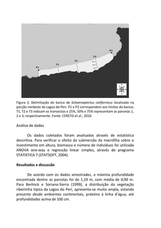 Figura 2. Delimitação do banco de Schoenoplectus californicus localizado na
porção nordeste da Lagoa do Peri. P1 e P2 correspondem aos limites do banco;
T1, T2 e T3 indicam os transectos e 25%, 50% e 75% representam as parcelas 1,
2 e 3, respectivamente. Fonte: CERETO et al., 2010.
Análise de dados
Os dados coletados foram analisados através de estatística
descritiva. Para verificar o efeito da submersão da macrófita sobre o
investimento em altura, biomassa e número de indivíduos foi utilizada
ANOVA one-way e regressão linear simples, através do programa
STATISTICA 7 (STATSOFT, 2004).
Resultados e discussão
De acordo com os dados amostrados, a máxima profundidade
encontrada dentre as parcelas foi de 1,19 m, com média de 0,90 m.
Para Berlinck e Soriano-Sierra (1999), a distribuição da vegetação
ribeirinha típica da Lagoa do Peri, apresenta-se muito ampla, estando
presente desde ambientes continentais, próximo à linha d’água, até
profundidades acima de 100 cm.
 