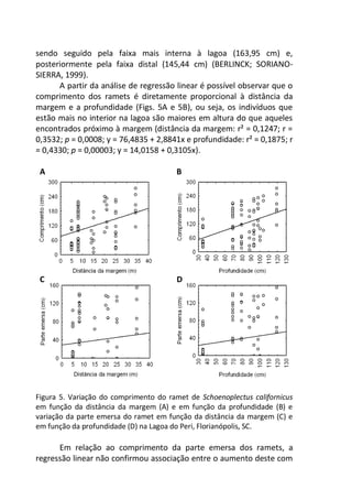 sendo seguido pela faixa mais interna à lagoa (163,95 cm) e,
posteriormente pela faixa distal (145,44 cm) (BERLINCK; SORIANO-
SIERRA, 1999).
A partir da análise de regressão linear é possível observar que o
comprimento dos ramets é diretamente proporcional à distância da
margem e a profundidade (Figs. 5A e 5B), ou seja, os indivíduos que
estão mais no interior na lagoa são maiores em altura do que aqueles
encontrados próximo à margem (distância da margem: r² = 0,1247; r =
0,3532; p = 0,0008; y = 76,4835 + 2,8841x e profundidade: r² = 0,1875; r
= 0,4330; p = 0,00003; y = 14,0158 + 0,3105x).
A B
C D
Figura 5. Variação do comprimento do ramet de Schoenoplectus californicus
em função da distância da margem (A) e em função da profundidade (B) e
variação da parte emersa do ramet em função da distância da margem (C) e
em função da profundidade (D) na Lagoa do Peri, Florianópolis, SC.
Em relação ao comprimento da parte emersa dos ramets, a
regressão linear não confirmou associação entre o aumento deste com
 