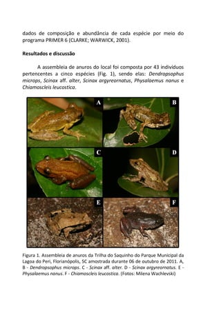 dados de composição e abundância de cada espécie por meio do
programa PRIMER 6 (CLARKE; WARWICK, 2001).
Resultados e discussão
A assembleia de anuros do local foi composta por 43 indivíduos
pertencentes a cinco espécies (Fig. 1), sendo elas: Dendropsophus
microps, Scinax aff. alter, Scinax argyreornatus, Physalaemus nanus e
Chiamoscleis leucostica.
Figura 1. Assembleia de anuros da Trilha do Saquinho do Parque Municipal da
Lagoa do Peri, Florianópolis, SC amostrada durante 06 de outubro de 2011. A,
B - Dendropsophus microps. C - Scinax aff. alter. D - Scinax argyreornatus. E -
Physalaemus nanus. F - Chiamoscleis leucostica. (Fotos: Milena Wachlevski)
 
