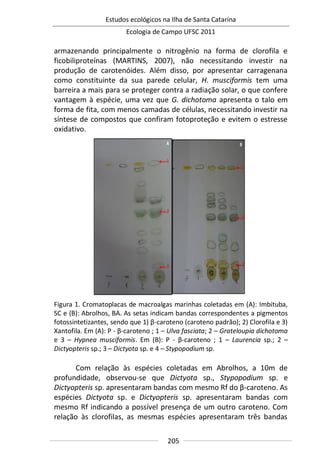 Estudos ecológicos na Ilha de Santa Catarina
Ecologia de Campo UFSC 2011
205
armazenando principalmente o nitrogênio na forma de clorofila e
ficobiliproteínas (MARTINS, 2007), não necessitando investir na
produção de carotenóides. Além disso, por apresentar carragenana
como constituinte da sua parede celular, H. musciformis tem uma
barreira a mais para se proteger contra a radiação solar, o que confere
vantagem à espécie, uma vez que G. dichotoma apresenta o talo em
forma de fita, com menos camadas de células, necessitando investir na
síntese de compostos que confiram fotoproteção e evitem o estresse
oxidativo.
Figura 1. Cromatoplacas de macroalgas marinhas coletadas em (A): Imbituba,
SC e (B): Abrolhos, BA. As setas indicam bandas correspondentes a pigmentos
fotossintetizantes, sendo que 1) β-caroteno (caroteno padrão); 2) Clorofila e 3)
Xantofila. Em (A): P - β-caroteno ; 1 – Ulva fasciata; 2 – Grateloupia dichotoma
e 3 – Hypnea musciformis. Em (B): P - β-caroteno ; 1 – Laurencia sp.; 2 –
Dictyopteris sp.; 3 – Dictyota sp. e 4 – Stypopodium sp.
Com relação às espécies coletadas em Abrolhos, a 10m de
profundidade, observou-se que Dictyota sp., Stypopodium sp. e
Dictyopteris sp. apresentaram bandas com mesmo Rf do β-caroteno. As
espécies Dictyota sp. e Dictyopteris sp. apresentaram bandas com
mesmo Rf indicando a possível presença de um outro caroteno. Com
relação às clorofilas, as mesmas espécies apresentaram três bandas
 