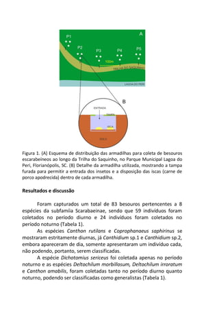 Figura 1. (A) Esquema de distribuição das armadilhas para coleta de besouros
escarabeíneos ao longo da Trilha do Saquinho, no Parque Municipal Lagoa do
Peri, Florianópolis, SC. (B) Detalhe da armadilha utilizada, mostrando a tampa
furada para permitir a entrada dos insetos e a disposição das iscas (carne de
porco apodrecida) dentro de cada armadilha.
Resultados e discussão
Foram capturados um total de 83 besouros pertencentes a 8
espécies da subfamíia Scarabaeinae, sendo que 59 indivíduos foram
coletados no período diurno e 24 indivíduos foram coletados no
período noturno (Tabela 1).
As espécies Canthon rutilans e Coprophanaeus saphirinus se
mostraram estritamente diurnas, já Canthidium sp.1 e Canthidium sp.2,
embora apareceram de dia, somente apresentaram um indivíduo cada,
não podendo, portanto, serem classificadas.
A espécie Dichotomius sericeus foi coletada apenas no período
noturno e as espécies Deltochilum morbillosum, Deltochilum irroratum
e Canthon amabilis, foram coletadas tanto no período diurno quanto
noturno, podendo ser classificadas como generalistas (Tabela 1).
 