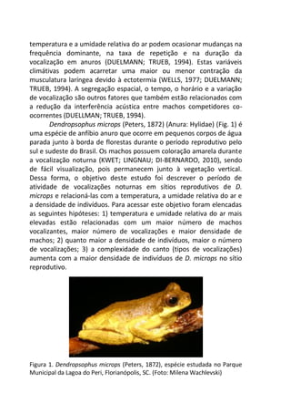 temperatura e a umidade relativa do ar podem ocasionar mudanças na
frequência dominante, na taxa de repetição e na duração da
vocalização em anuros (DUELMANN; TRUEB, 1994). Estas variáveis
climátivas podem acarretar uma maior ou menor contração da
musculatura laríngea devido à ectotermia (WELLS, 1977; DUELMANN;
TRUEB, 1994). A segregação espacial, o tempo, o horário e a variação
de vocalização são outros fatores que também estão relacionados com
a redução da interferência acústica entre machos competidores co-
ocorrentes (DUELLMAN; TRUEB, 1994).
Dendropsophus microps (Peters, 1872) (Anura: Hylidae) (Fig. 1) é
uma espécie de anfíbio anuro que ocorre em pequenos corpos de água
parada junto à borda de florestas durante o período reprodutivo pelo
sul e sudeste do Brasil. Os machos possuem coloração amarela durante
a vocalização noturna (KWET; LINGNAU; DI-BERNARDO, 2010), sendo
de fácil visualização, pois permanecem junto à vegetação vertical.
Dessa forma, o objetivo deste estudo foi descrever o período de
atividade de vocalizações noturnas em sítios reprodutivos de D.
microps e relacioná-las com a temperatura, a umidade relativa do ar e
a densidade de indivíduos. Para acessar este objetivo foram elencadas
as seguintes hipóteses: 1) temperatura e umidade relativa do ar mais
elevadas estão relacionadas com um maior número de machos
vocalizantes, maior número de vocalizações e maior densidade de
machos; 2) quanto maior a densidade de indivíduos, maior o número
de vocalizações; 3) a complexidade do canto (tipos de vocalizações)
aumenta com a maior densidade de indivíduos de D. microps no sítio
reprodutivo.
Figura 1. Dendropsophus microps (Peters, 1872), espécie estudada no Parque
Municipal da Lagoa do Peri, Florianópolis, SC. (Foto: Milena Wachlevski)
 