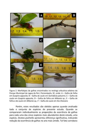 Figura 2. Morfotipos de galhas encontrados na restinga arbustiva-arbórea do
Parque Municipal da Lagoa do Peri, Florianópolis, SC, onde: A – Galha de folha
em Guapira opposita; B – Galha de caule em Gomidesia palustris; C – Galha de
caule em Guapira opposita; D – Galha de folha em Mikania sp.; E – Galha de
folha e de caule em Mikania sp.; F – Galha de caule em Ilex theezans
Porém, estes resultados são obtidos apenas quando analisado
todo o conjunto de espécies do presente estudo. Quando se
compararam individualmente as proporções da ocorrência de galhas
para cada uma das cinco espécies mais abundantes deste estudo, uma
espécie, Ocotea pulchella apresentou diferença significativa, indicando
redução da ocorrência de galhas no ano mais úmido. Tal fato corrobora
 