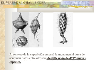 EL VIAJE DEL CHALLENGER Al regreso de la expedición empezó la monumental tarea de acumular datos entre otros la  identificación de 4717 nuevas especies. 