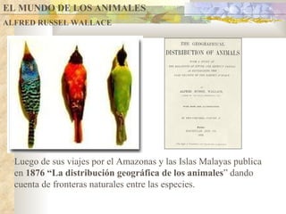 EL MUNDO DE LOS ANIMALES ALFRED RUSSEL WALLACE Luego de sus viajes por el Amazonas y las Islas Malayas publica en  1876 “La distribución geográfica de los animales ” dando cuenta de fronteras naturales entre las especies. 