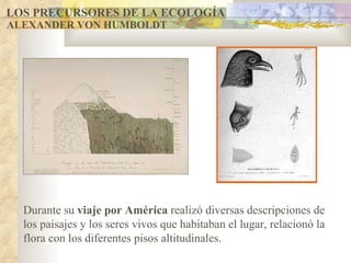 LOS PRECURSORES DE LA ECOLOGÍA ALEXANDER VON HUMBOLDT Durante su  viaje por América  realizó diversas descripciones de los paisajes y los seres vivos que habitaban el lugar, relacionó la flora con los diferentes pisos altitudinales. 