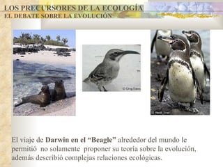 LOS PRECURSORES DE LA ECOLOGÍA EL DEBATE SOBRE LA EVOLUCIÓN El viaje de  Darwin en el “Beagle”  alrededor del mundo le permitió  no solamente  proponer su teoría sobre la evolución, además describió complejas relaciones ecológicas.                                                                                    