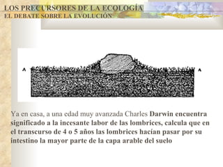 LOS PRECURSORES DE LA ECOLOGÍA EL DEBATE SOBRE LA EVOLUCIÓN Ya en casa, a una edad muy avanzada Charles  Darwin encuentra significado a la incesante labor de las lombrices, calcula que  en el transcurso de 4 o 5 años las lombrices hacían pasar por su intestino la mayor parte de la capa arable del suelo 