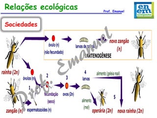 Relações ecológicas
Sociedades

Prof. Emanuel

 