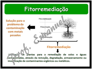 Fitorremediação

 