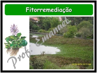 Fitorremediação

 