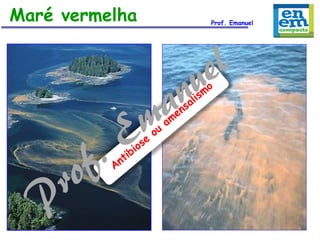 Maré vermelha

Prof. Emanuel

 