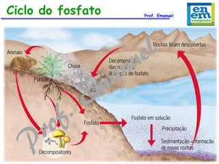 Ciclo do fosfato

Prof. Emanuel

 