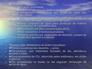 • ♦
♦Plantas C4:
Plantas C4:
• 
em geral, gramíneas;
em geral, gramíneas;
• 
fixação do CO
fixação do CO2
2 através do
através do Ciclo do Ácido Dicarboxílico C4
Ciclo do Ácido Dicarboxílico C4 –
–
grandes cloroplastos nas bainhas dos feixes ao redor das
grandes cloroplastos nas bainhas dos feixes ao redor das
nervuras das folhas;
nervuras das folhas;
• 
taxa de fotossíntese máxima sob luz forte e
taxa de fotossíntese máxima sob luz forte e
temperaturas mais elevadas –
temperaturas mais elevadas – pouca fotorrespiração
pouca fotorrespiração;
;
• 
menor consumo de água para produção de matéria
menor consumo de água para produção de matéria
orgânica: >400g H
orgânica: >400g H2
2O
O 
 1 g matéria seca;
1 g matéria seca;
• 
Não inibidas sob altas concentrações de O
Não inibidas sob altas concentrações de O2
2;
;
• 
mais resistentes à herbivoria (insetos);
mais resistentes à herbivoria (insetos);
• 
maiores ocorrências: vegetações de desertos, campos de
maiores ocorrências: vegetações de desertos, campos de
climas temperados quentes e tropicais;
climas temperados quentes e tropicais;
• *
*Plantas CAM:
Plantas CAM: Metabolismo do Ácido Crassuláceo
Metabolismo do Ácido Crassuláceo;
;
• ♦
♦Plantas suculentas dos desertos – cactos;
Plantas suculentas dos desertos – cactos;
• ♦
♦Permanecem com estômatos fechados de dia, abrindo-os
Permanecem com estômatos fechados de dia, abrindo-os
durante a noite;
durante a noite;
• ♦
♦Armazenamento do CO
Armazenamento do CO2
2, absorvido pelos estômatos, em
, absorvido pelos estômatos, em ácidos
ácidos
orgânicos
orgânicos;
;
• ♦
♦CO
CO2
2 armazenado só fixado no dia seguinte: diminuição da
armazenado só fixado no dia seguinte: diminuição da
perda de água;
perda de água;
 