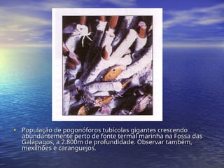 • População de pogonóforos tubícolas gigantes crescendo
População de pogonóforos tubícolas gigantes crescendo
abundantemente perto de fonte termal marinha na Fossa das
abundantemente perto de fonte termal marinha na Fossa das
Galápagos, a 2.800m de profundidade. Observar também,
Galápagos, a 2.800m de profundidade. Observar também,
mexilhões e caranguejos.
mexilhões e caranguejos.
 