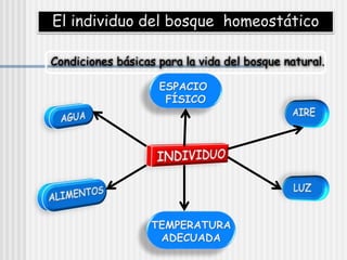 El individuo del bosque homeostático
Condiciones básicas para la vida del bosque natural.
TEMPERATURA
ADECUADA
ESPACIO
FÍSICO
 