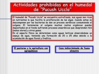 Actividades prohibidas en el humedal
de “Pucush Ucclo”
El humedal de “Pucush Ucclo” se encuentra eutrofizado, sus aguas son ricas
en nutrientes lo que facilita la proliferación de las algas. Cuando estas se
descomponen por las bacterias se dan un proceso aeróbicos consumiendo el
oxígeno. El terminarse el oxígeno muchos restos orgánicos quedan
depositados en el fondo sufriendo procesos anaeróbicos que desprenden H2S
(malos olores) y otros gases.
En el aspecto físico se determinan como aguas lenticas observándose un
espejo de agua, teniendo una formación de 20 a 25 años debido a la
acumulación de agua fluvial y freática.
El pastoreo y la agricultura con
agroquímicos
Caza indiscriminada de fauna
silvestre
 