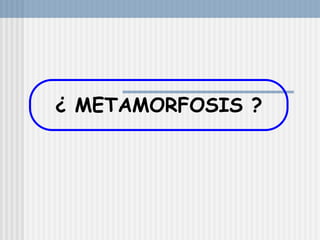 ¿ METAMORFOSIS ?
 