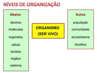 átomos
moléculas
organelas
célula
tecidos
órgãos
sistema
Abaixo Acima
população
comunidade
ecossistema
biosfera
ORGANISMO
(SER VIVO)
 