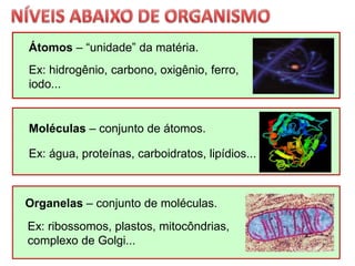 Moléculas – conjunto de átomos.
Organelas – conjunto de moléculas.
Átomos – “unidade” da matéria.
Ex: hidrogênio, carbono, oxigênio, ferro,
iodo...
Ex: água, proteínas, carboidratos, lipídios...
Ex: ribossomos, plastos, mitocôndrias,
complexo de Golgi...
 