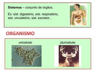 Sistemas – conjunto de órgãos.
Ex: sist. digestório, sist. respiratório,
sist. circulatório, sist. excretor...
unicelular pluricelular
 