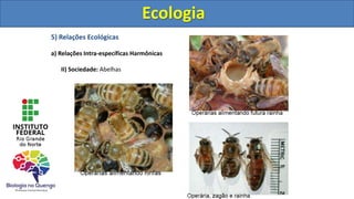5) Relações Ecológicas
a) Relações Intra-específicas Harmônicas
II) Sociedade: Abelhas
Ecologia
Ecologia
 