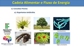 1) Conceitos Prévios
a) Organismos Autótrofos
Cadeia Alimentar e Fluxo de Energia
Algas Verdes Árvores
Bromélias
Cianobactérias
Algas unicelulares
Algas Pardas
Cadeia Alimentar e Fluxo de Energia
 