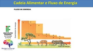 FLUXO DE ENERGIA
Fluxo de energia
1 2
8
9
10
11
4
3
5
6
7
Cadeia Alimentar e Fluxo de Energia
Cadeia Alimentar e Fluxo de Energia
 