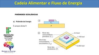 Cadeia Alimentar e Fluxo de Energia
PIRÂMIDES ECOLÓGICAS
a) Pirâmide de Energia
É sempre direta!!!
Cadeia Alimentar e Fluxo de Energia
 