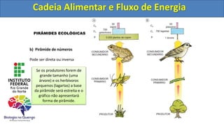 Cadeia Alimentar e Fluxo de Energia
PIRÂMIDES ECOLÓGICAS
b) Pirâmide de números
Pode ser direta ou inversa
Se os produtores forem
organismos pequenos e os
consumidores relativamente
maiores, a pirâmide será
sempre direta.
Se os produtores forem de
grande tamanho (uma
árvore) e os herbívoros
pequenos (lagartas) a base
da pirâmide será estreita e o
gráfico não apresentará
forma de pirâmide.
Cadeia Alimentar e Fluxo de Energia
 