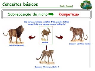 Conceitos básicos Prof. Emanuel
Sobreposição de nicho Competição
Leão (Panthera leo)
Guepardo (Aciononyx jubatus )
Leopardo (Panthera pardus)
Antílope
Na savana africana, existem três grandes felinos
competindo pelo mesmo recurso ambiental
 