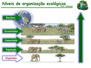 Níveis de organização ecológicosProf. Emanuel
Biosfera
Ecossistema
Comunidade
População
Organismo
 