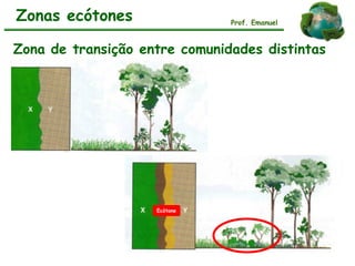 Zonas ecótones Prof. Emanuel
Zona de transição entre comunidades distintas
Ecótone
 