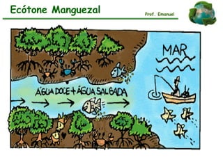 Ecótone Manguezal Prof. Emanuel
 