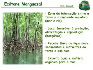 • Zona de interseção entre a
terra e o ambiente aquático
(mar e rio)
• Local favorável à proteção,
alimentação e reprodução
(berçários).
• Recebe fluxo de água doce,
sedimentos e nutrientes da
terra e dos rios.
• Exporta água e matéria
orgânica para o mar.
Ecótone Manguezal Prof. Emanuel
 