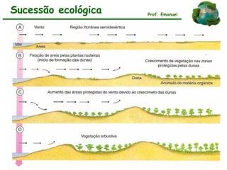 Sucessão ecológica Prof. Emanuel
 