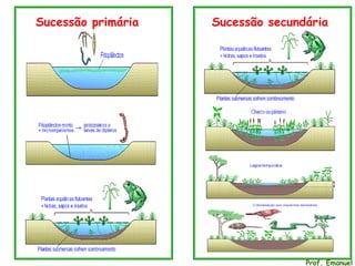 Sucessão primária Sucessão secundária
Prof. Emanuel
 