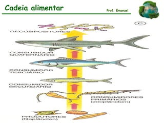 Cadeia alimentar Prof. Emanuel
 