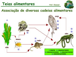 Teias alimentares
Associação de diversas cadeias alimentares
Prof. Emanuel
 
