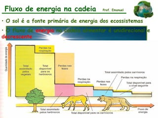 Fluxo de energia na cadeia
• O sol é a fonte primária de energia dos ecossistemas
• O fluxo de energia na cadeia alimentar é unidirecional e
decrescente
Prof. Emanuel
 