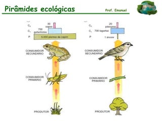 Pirâmides ecológicas Prof. Emanuel
 