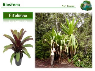 Biosfera
Fitolimno
Prof. Emanuel
 