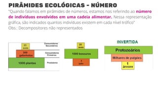 ECOLOGIA-Piramide ecologica e produtividade do ecossistema.pdf