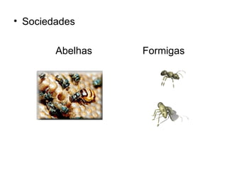 • Sociedades

        Abelhas   Formigas
 